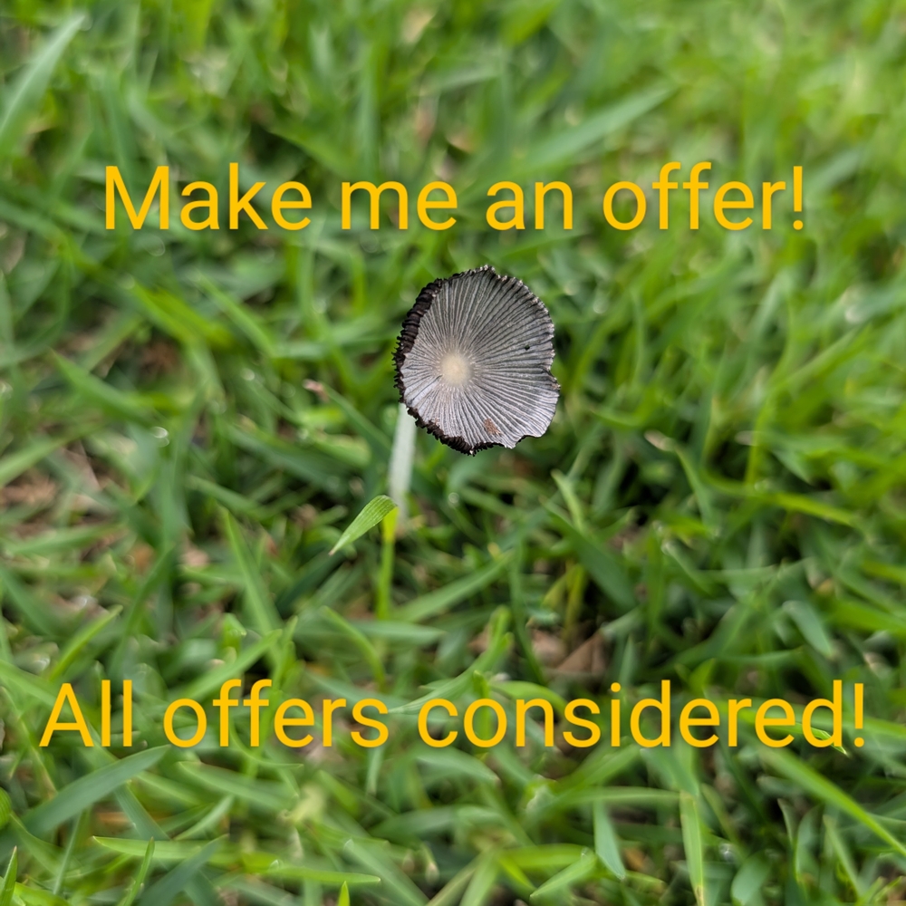 Unique Mushroom Photo Art